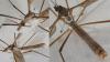 Tipula paludosa